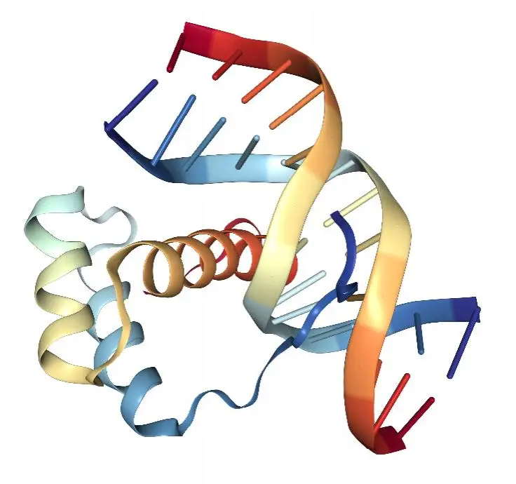 Struktura NMR homeodomeny PITX2