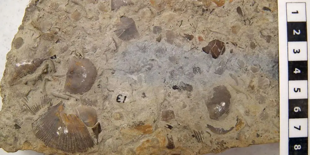 Paleozoiczne skały przykład