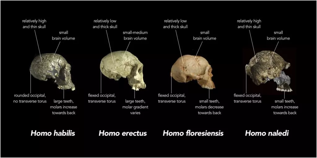 Porównanie czaszek Homo habilis, Homo erectus, Homo floresiensis i Homo naledi