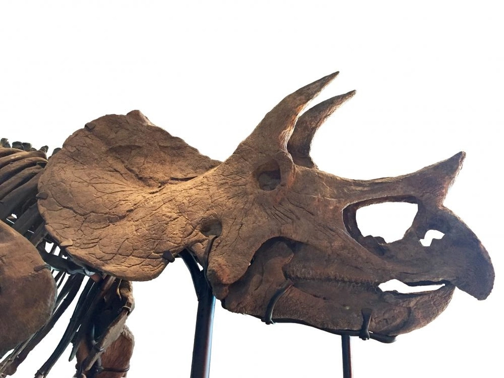 era mezozoiczna, triceratops