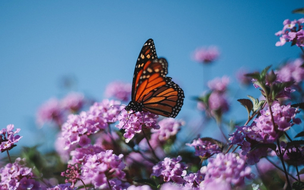 motyl monarcha - nawigacja