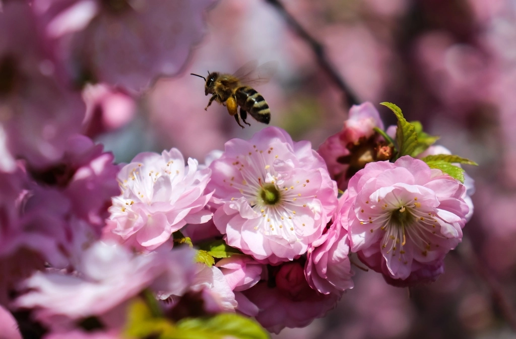 pszczoły miodne - taniec wywijany