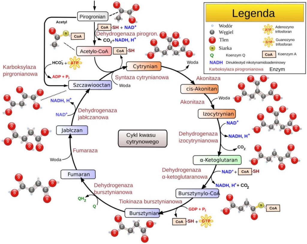 19.-cykl-krebsa-1