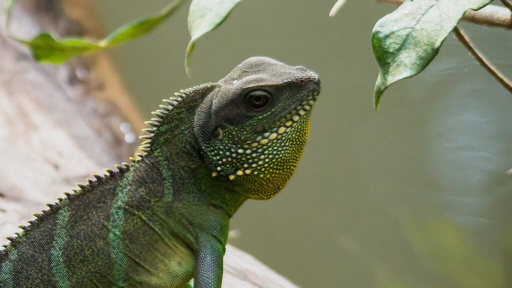 Agama błotna – wodnogama indochińska