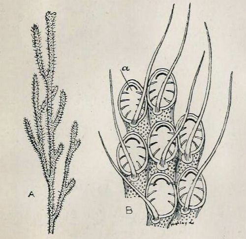 Electra-pilosa-2