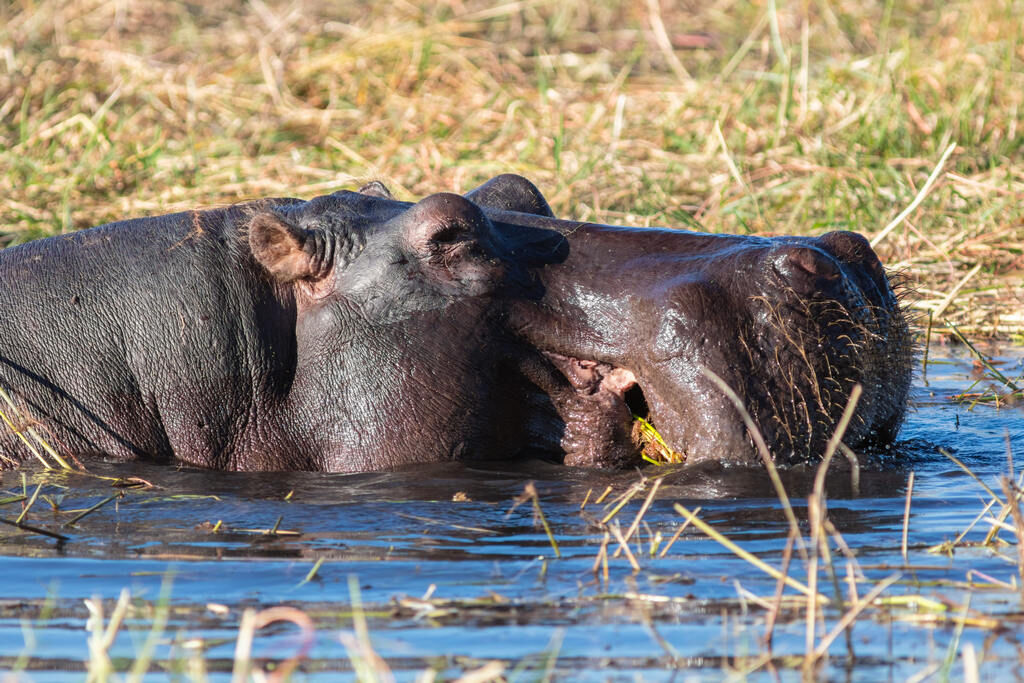 Hipopótamo_(Hippopotamus_amphibius),_parque_nacional_de_Chobe,_Botsuana,_2018-07-28,_DD_60