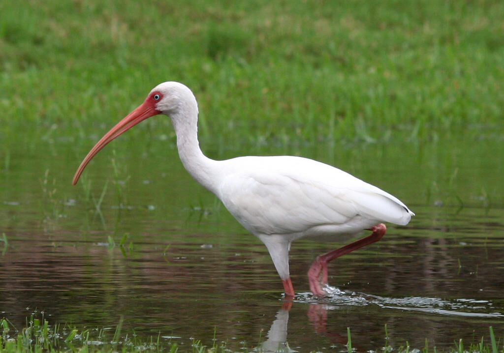 Ibis-bialy-2