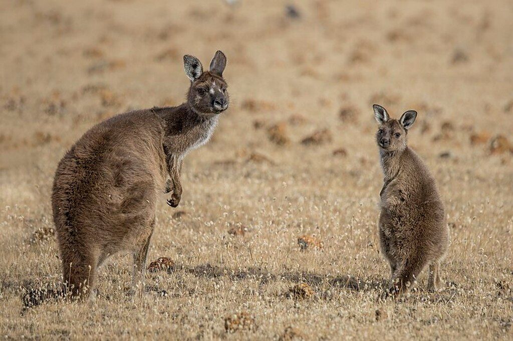 Kangaroo_Island_Western_grey_kangaroo_(Macropus_fuliginosus_fuliginosus)_female_with_joey_2