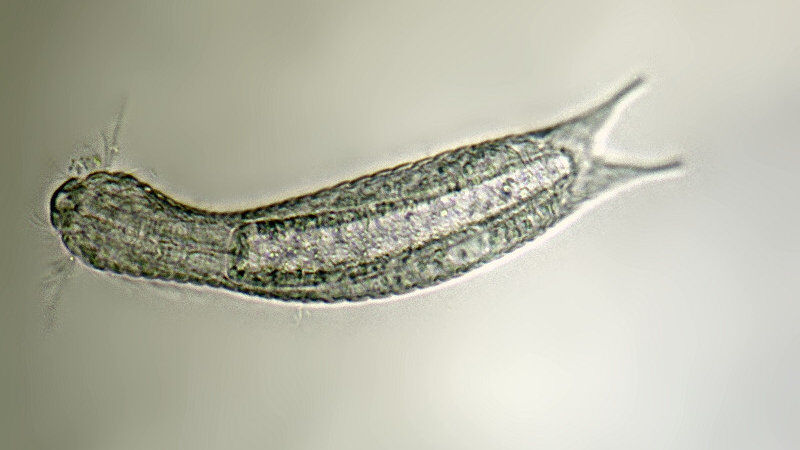 Lepidodermella-squamata-2