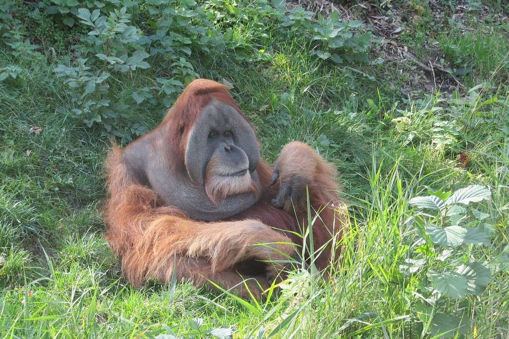 Orangutan sumatrzański