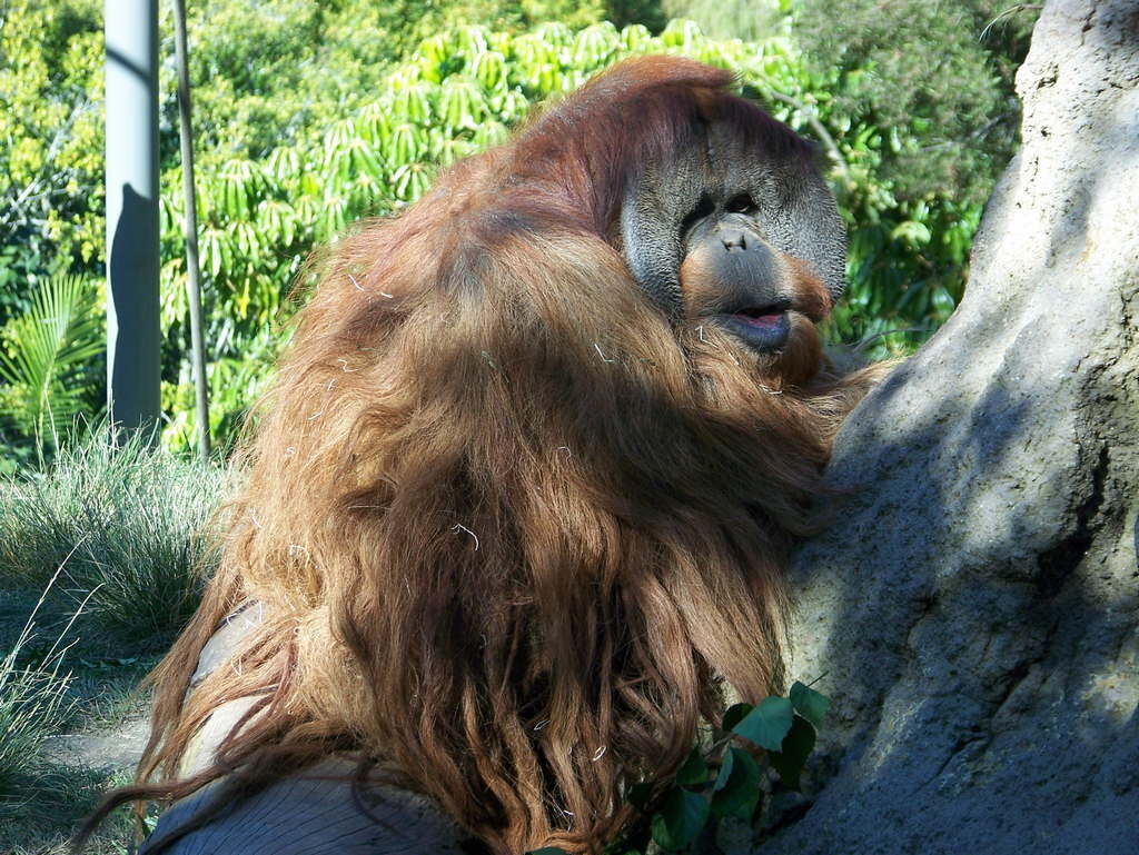 Orangutan-sumatrzanski-2