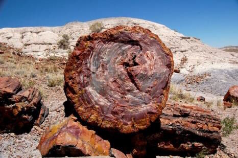 Zdj. 2. Słoje widoczne na skamieniałym pniu w parku Petrified Forest w Arizonie.