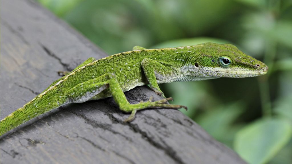 Anolis-zielony-2