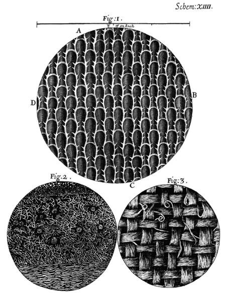 Flustra foliacea-2