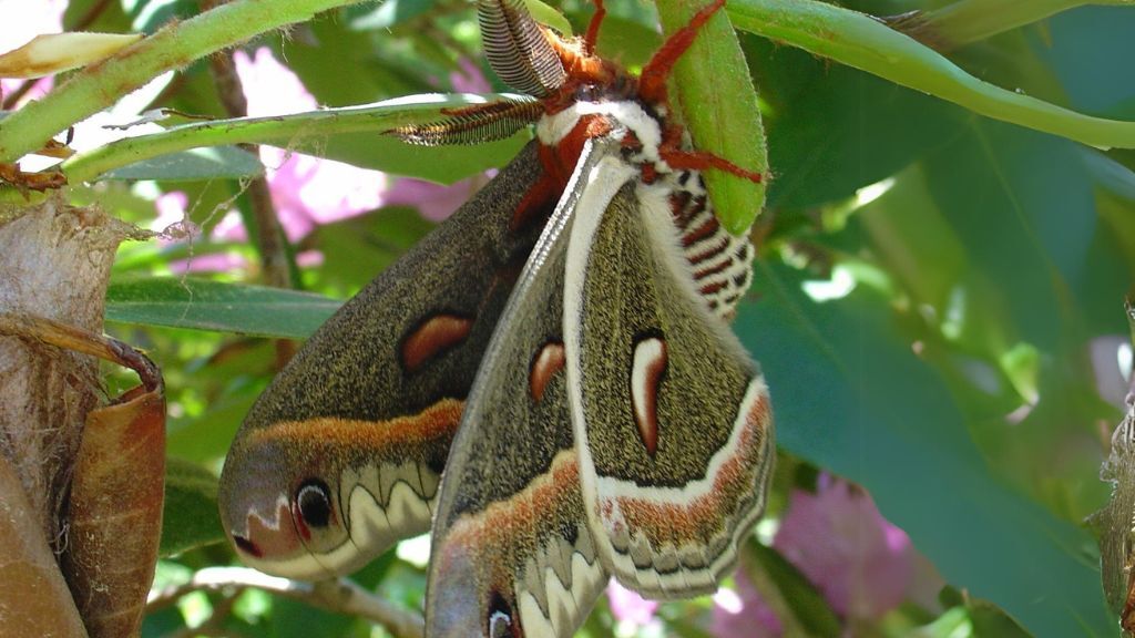 Hyalophora cecropia