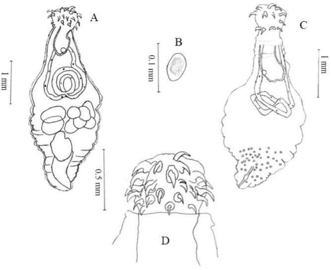 Oncicola2