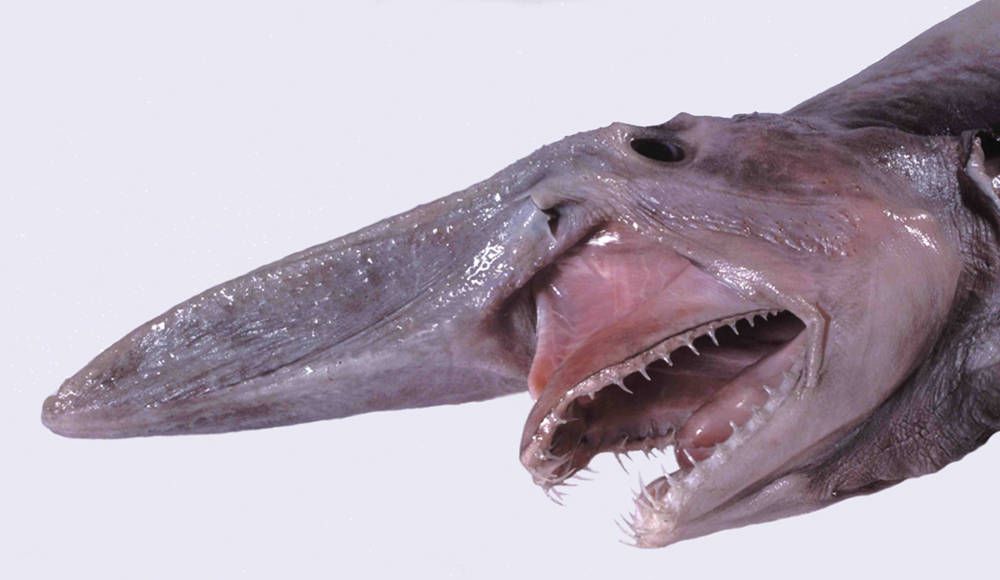 Mistukurina_owstoni_museum_victoria_-_head_detail