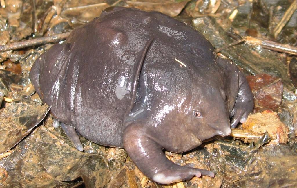 Nasikabatrachus sahyadrensis