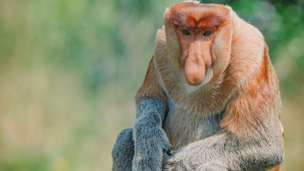 Proboscis monkey