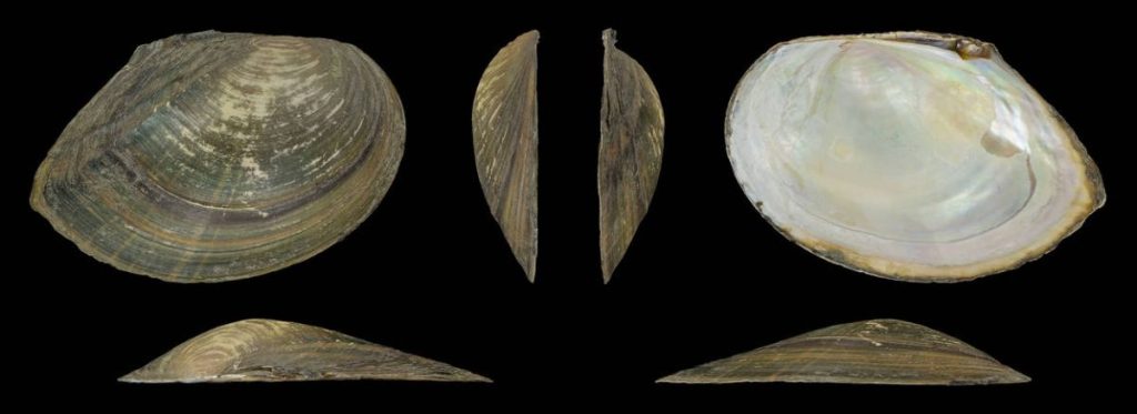 Sinanodonta-woodiana